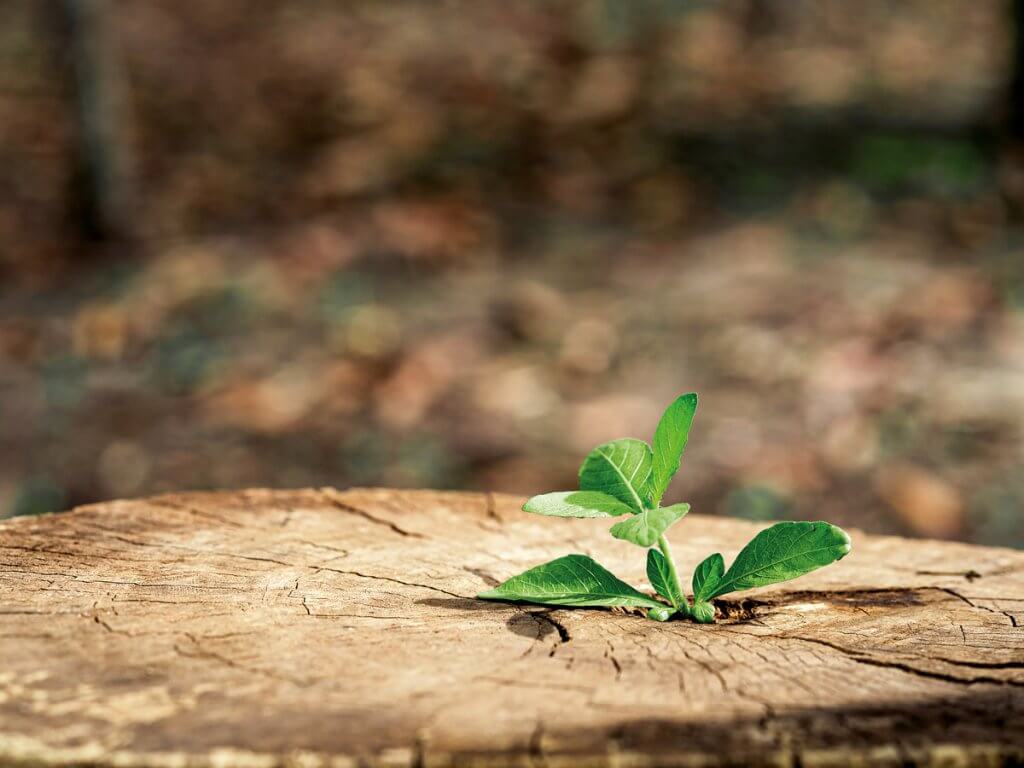 Plant from a tree