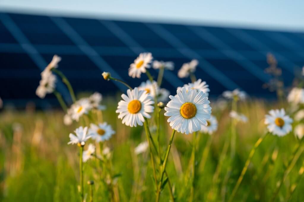 Ignitis renewables Stelpe