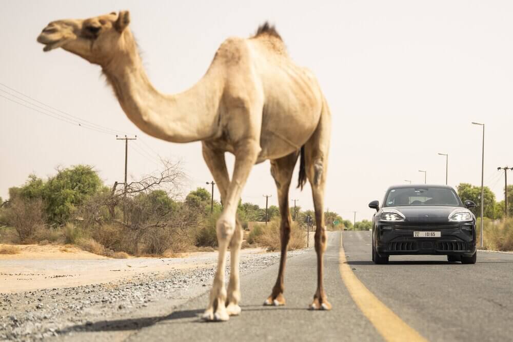 Porsche Cayenne Electric